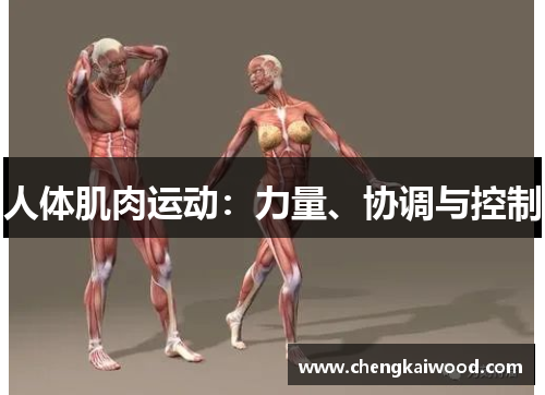 人体肌肉运动：力量、协调与控制
