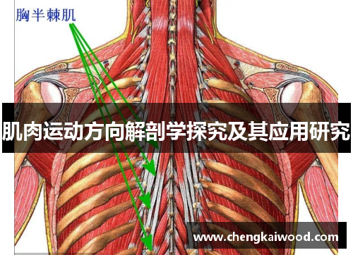 肌肉运动方向解剖学探究及其应用研究